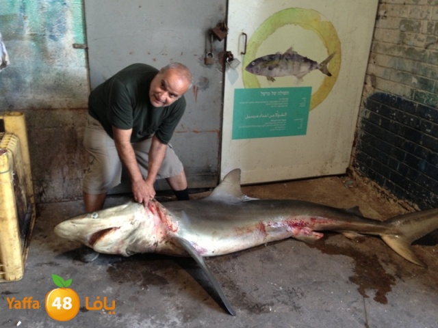 minashark328 (9).JPG